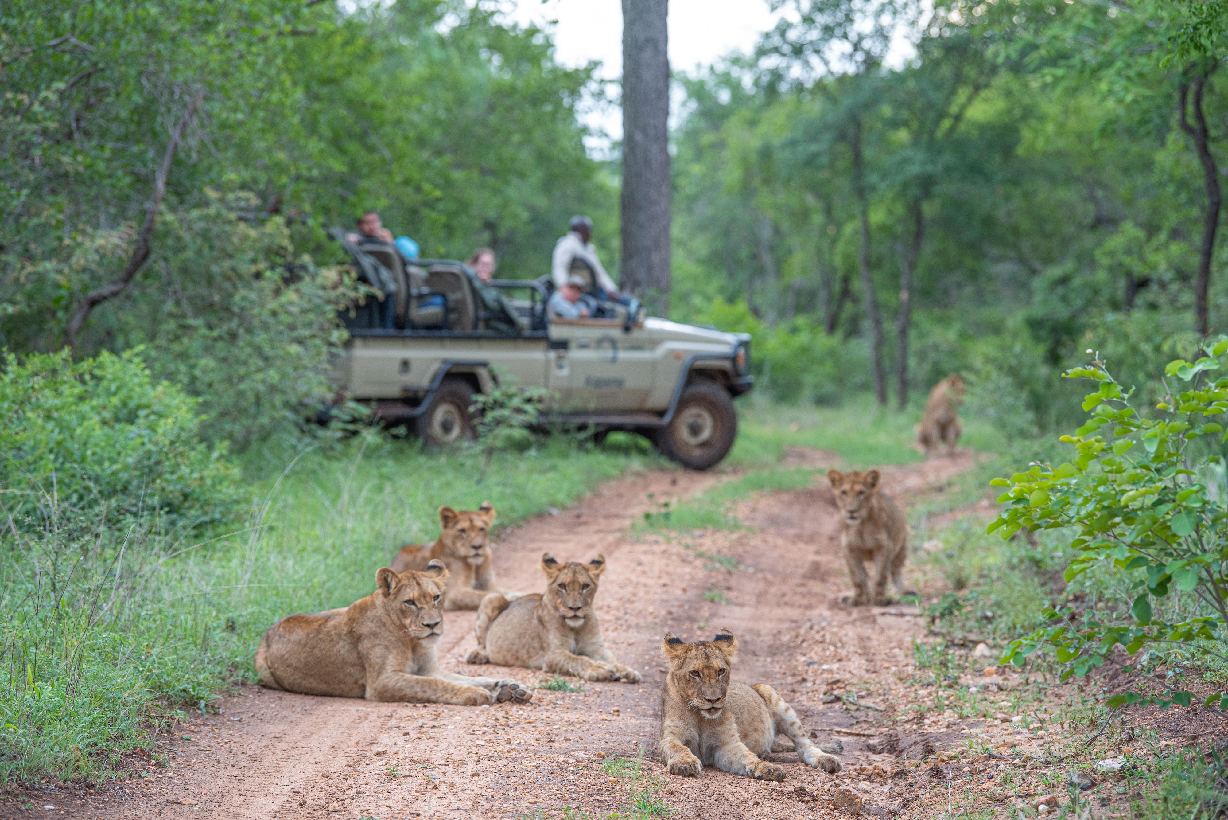 Kapama Southern Camp Hoedspruit Bagian luar foto
